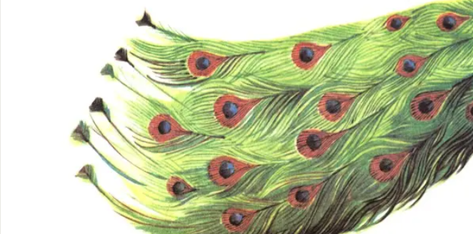 The Beautiful Peacock - Hindi