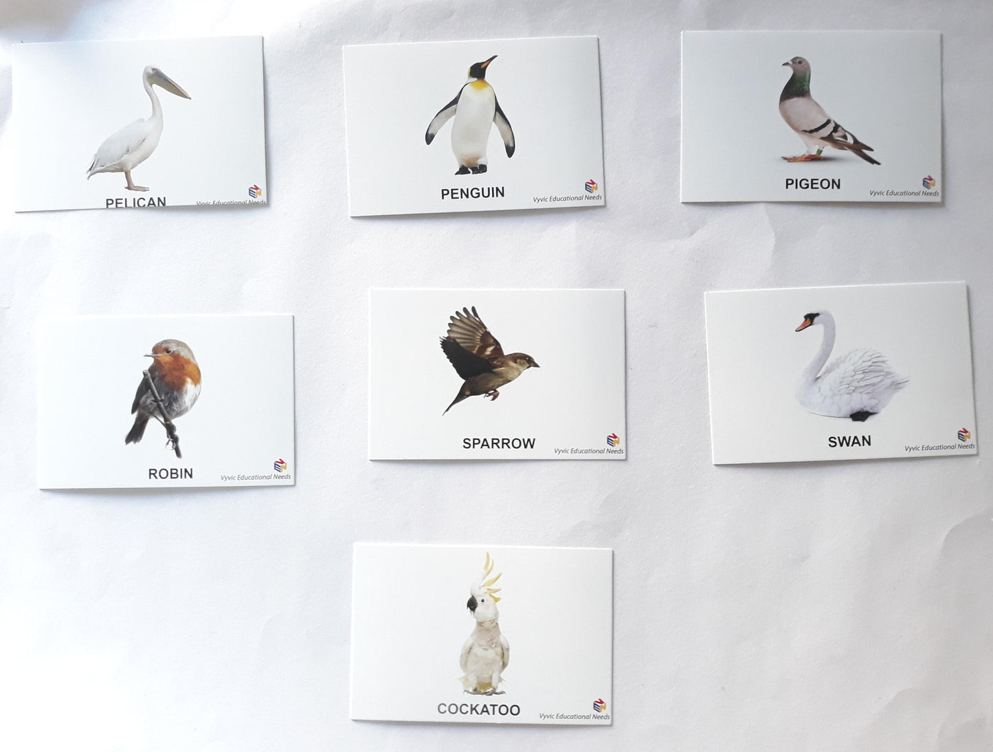 Flash Cards Birds