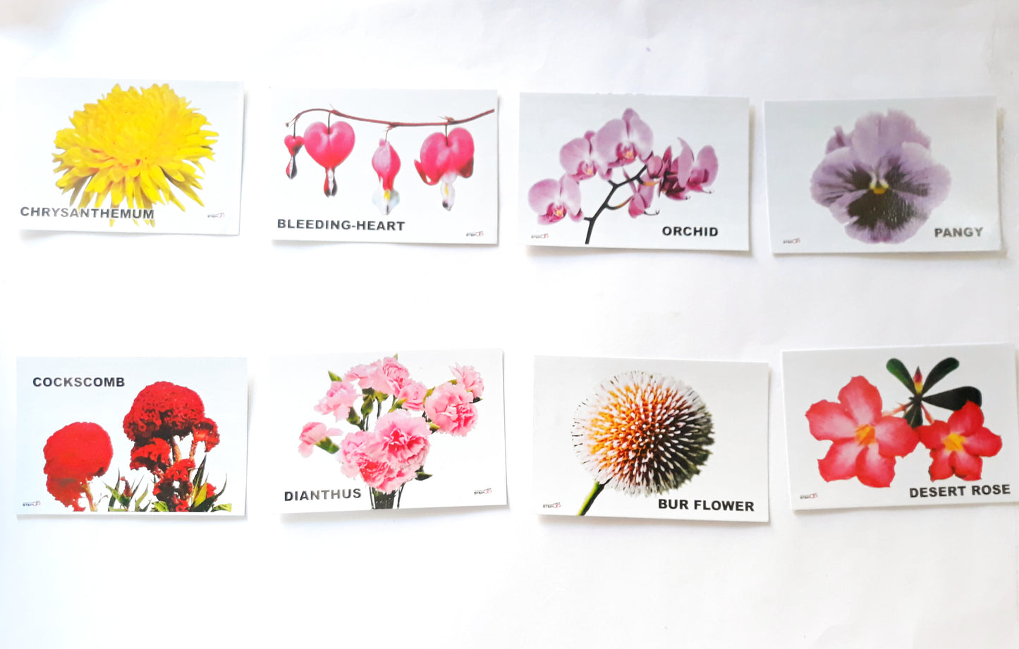 Su/Flash Cards Flowers