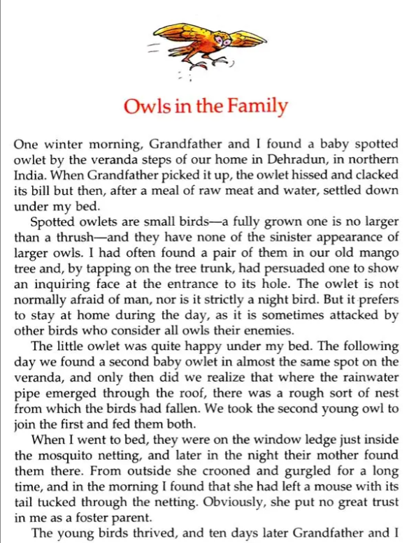 Animals you cant forget English set