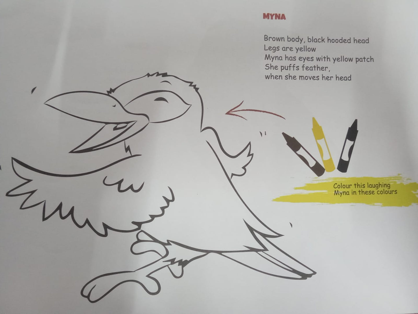 N/Eng Birds Laughing