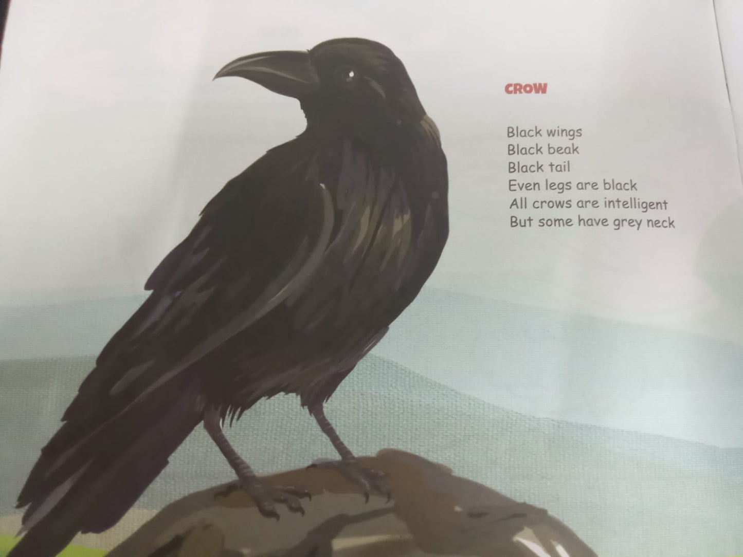 N/Eng Birds Laughing