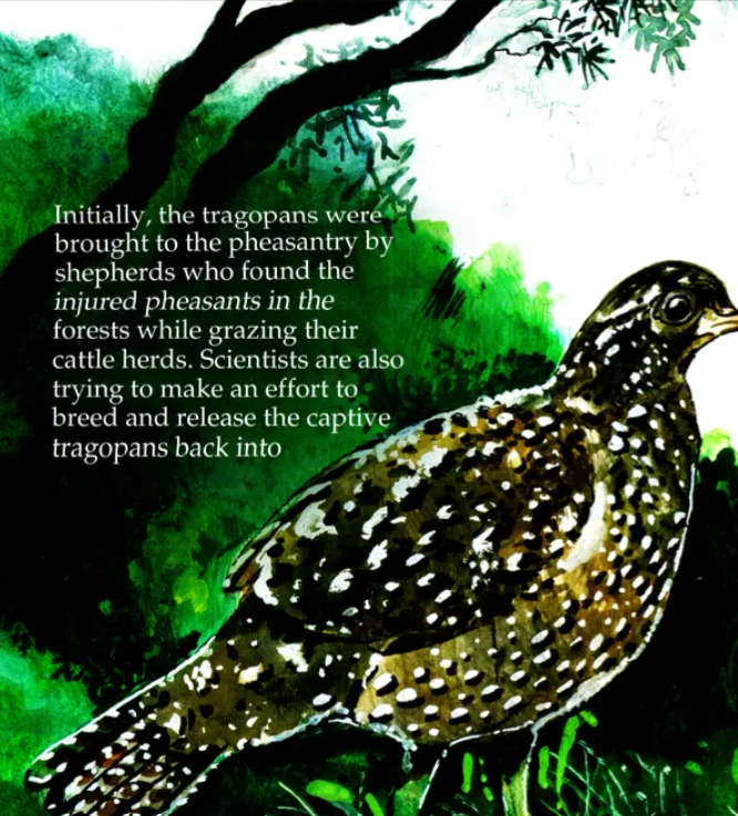 N/Eng Jujurana King Of Birds