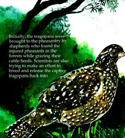 N/Eng Jujurana King Of Birds