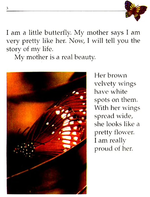 My Life The Tale of Butterfly English