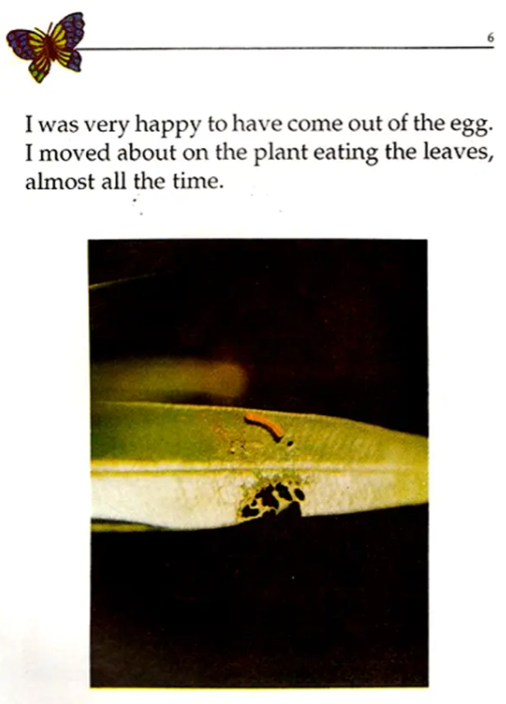 My Life The Tale of Butterfly English