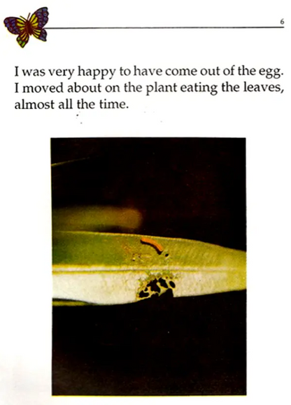 My Life The Tale of Butterfly English