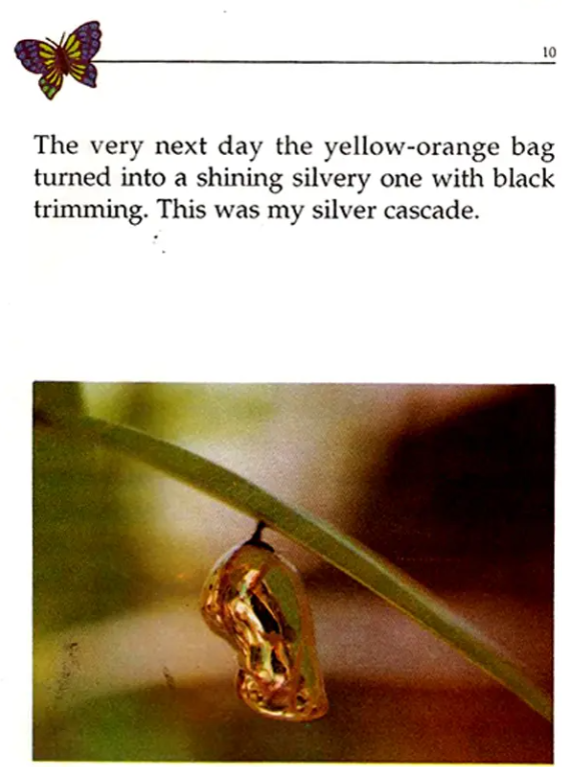 My Life The Tale of Butterfly English