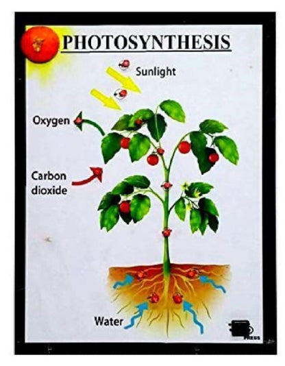 Photosynthesis Study Kit