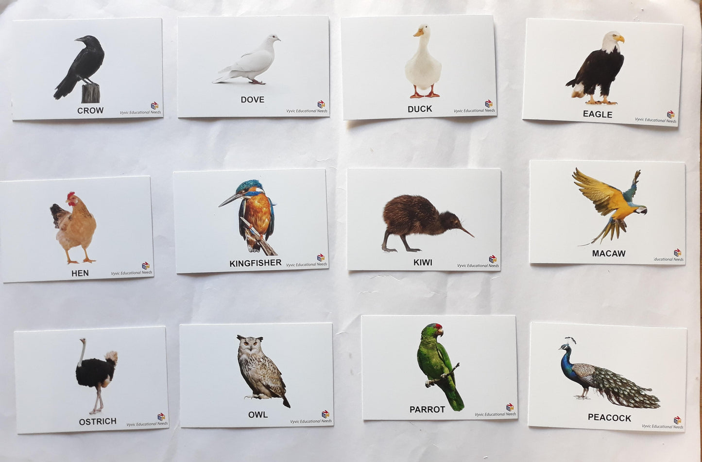 Flash Cards Birds