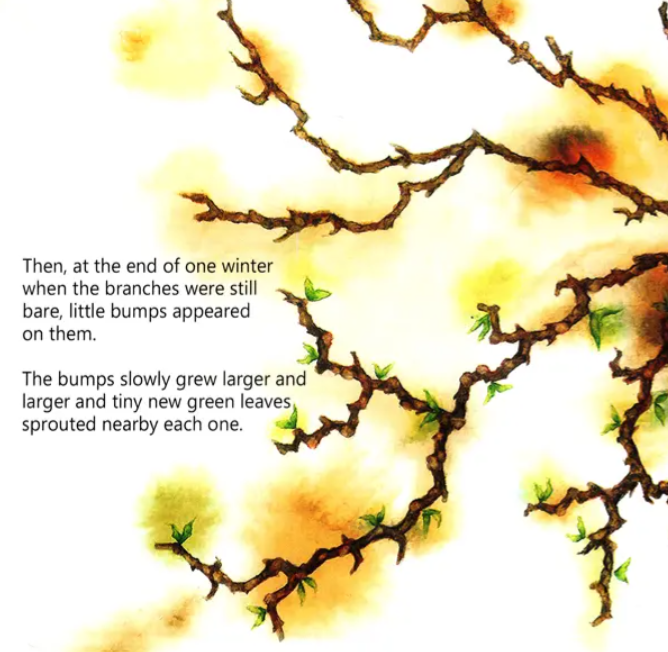 The Tiffin Tree English