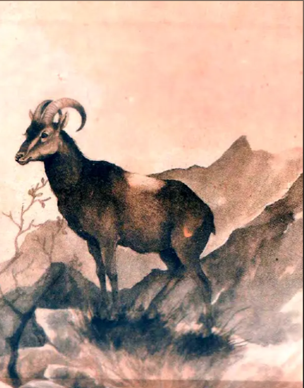 The Toda And The Tahr English